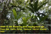 44069 23 033 Wanderung durch den Regenwald zum Yojoa-See, Puerto Cortes, Honduras, Central-Amerika 2022.jpg